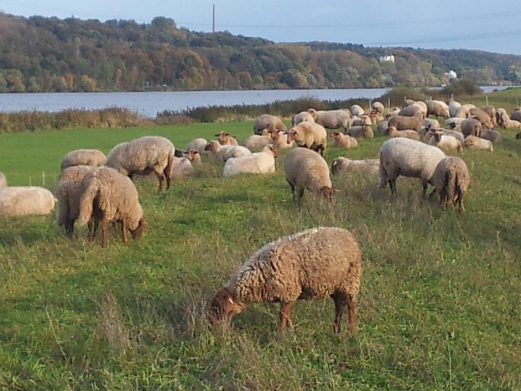 Elbe-Ferien 2 Leilighet Tespe Rom bilde